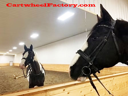 horse arena equestrian mirror